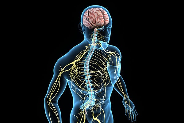 دستگاه عصبی عضلانی چگونه فعالیت می‌کند؟