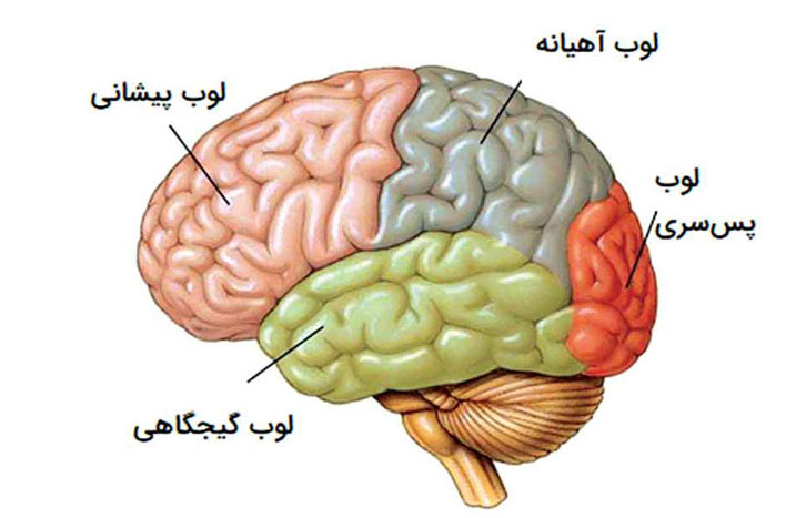 انواع لوب های مغز